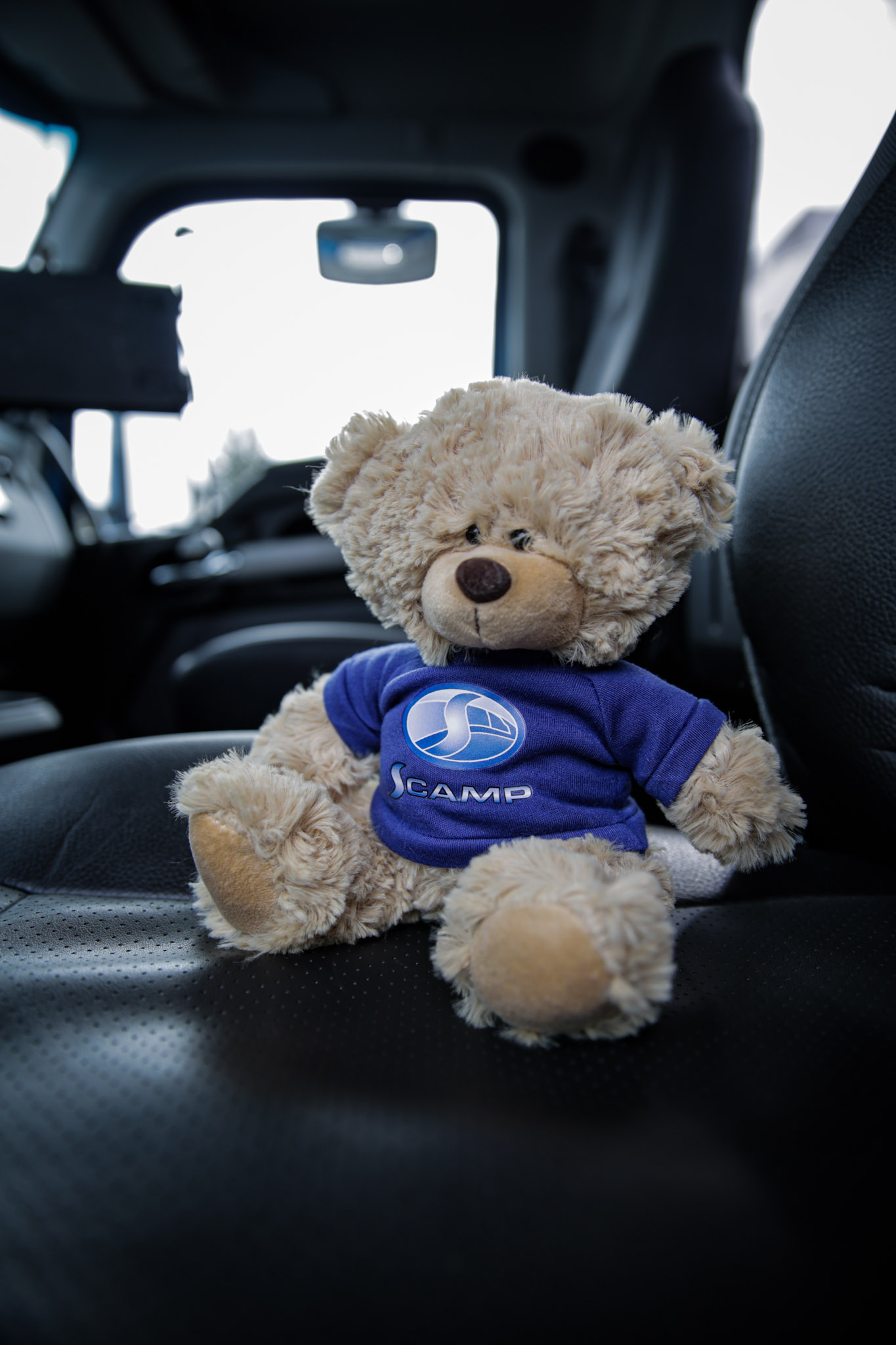 Scamp Bear